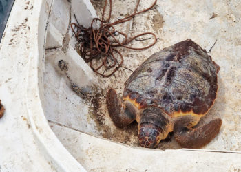 cecam-rescata-tortuga-boba-1