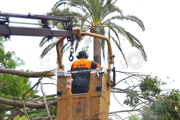 comienza-mantenimiento-palmeras-sustitucion-ejemplares-deteriorados