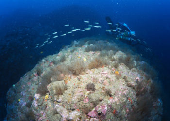 fondos-marinos-ceuta-septem-nostra-2