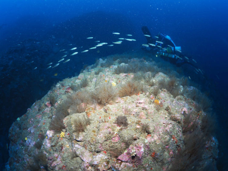 fondos-marinos-ceuta-septem-nostra-2