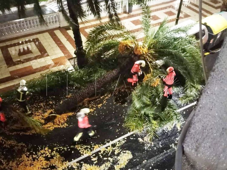 palmera-caida-marina-1