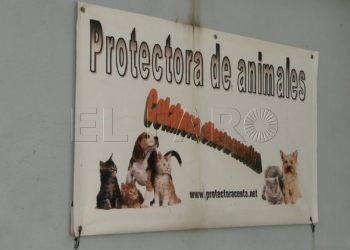 perros-protectora-animales1