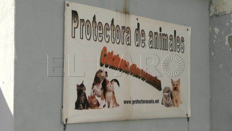 perros-protectora-animales1