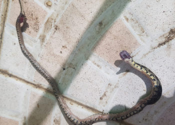 susto-puede-salir-caro-no-mate-culebras-herradura-1