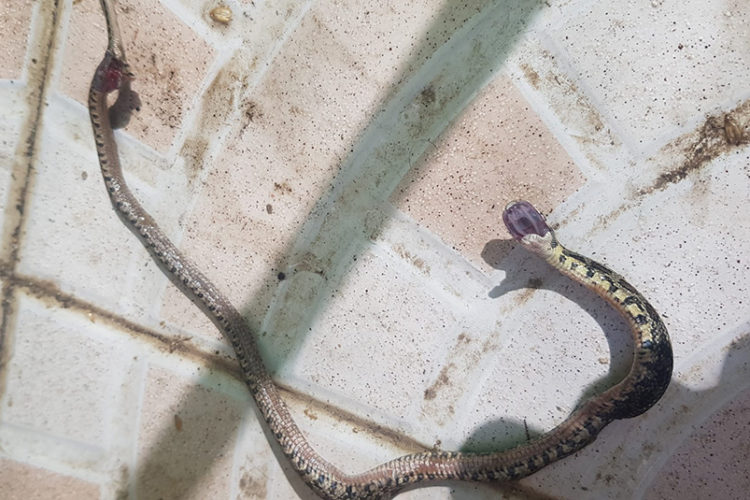 susto-puede-salir-caro-no-mate-culebras-herradura-1