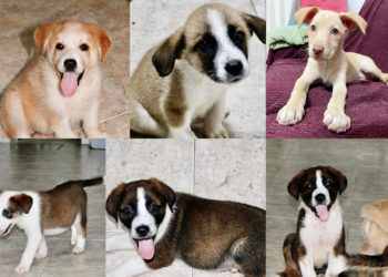 cachorros-protectora-buscan-adopcion