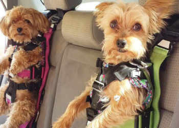 como-llevar-perro-coche-multa