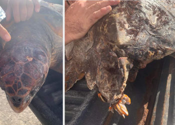 fracturas-caparazon-tortuga-boba