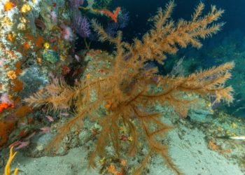 riqueza-medio-marino-colaboracion-septem-nostra-3