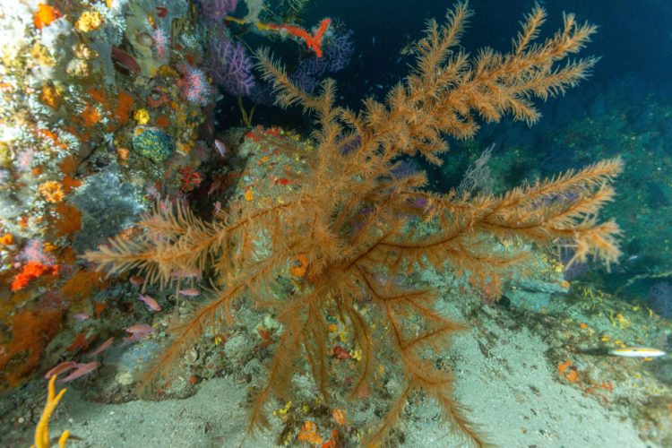 riqueza-medio-marino-colaboracion-septem-nostra-3