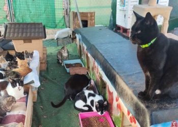 agrevice-tira-toalla-colonias-gatos-cargo