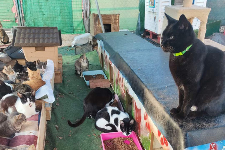 agrevice-tira-toalla-colonias-gatos-cargo