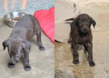 cachorros-abandonados-protectora