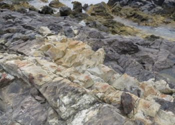 Leucosoma en blanco y melanosoma en negro.