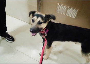 final-feliz-frodo-clara-rumbo-nuevos-hogares-001