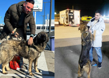 floky-makura-perros-adoptados-navidad-protectora