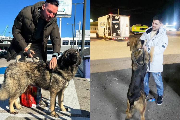 floky-makura-perros-adoptados-navidad-protectora