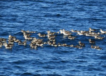 jornada-avistamiento-pardela-cenicienta-mar-006