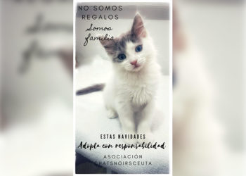 no-somos-regalos-somos-familia