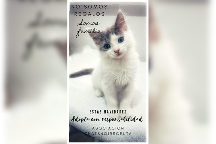 no-somos-regalos-somos-familia
