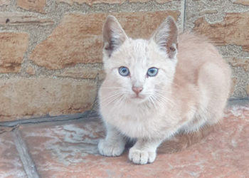 bambu-gato-protectora-busca-familia-3