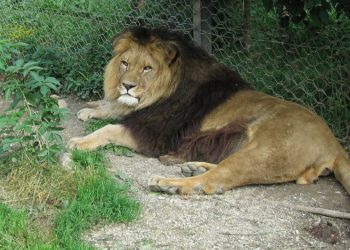 leon-atlas