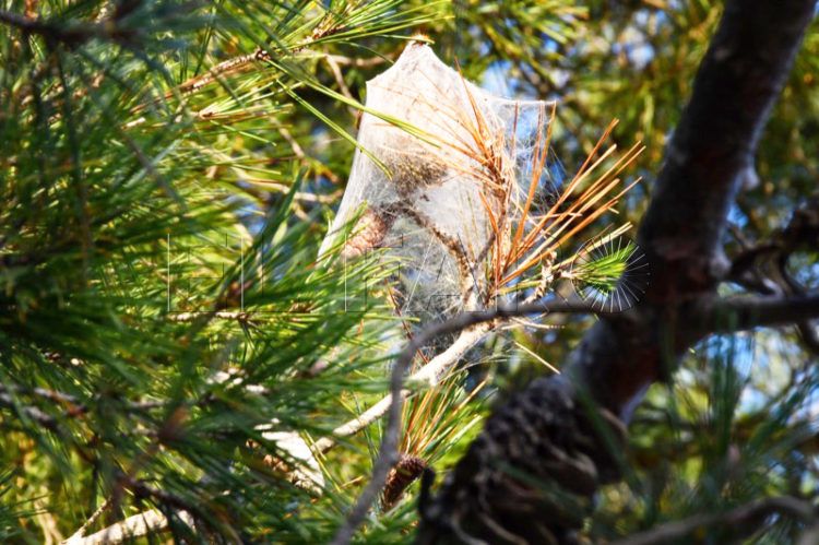 obimasa-destruido-invierno-bolsones-nido-procesionaria-002