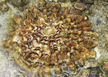 observadores-mar-especies-amenazadas-lapa-ferruginea-programas-seguimiento