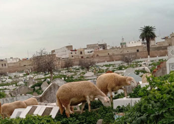 cementerio-tetuan-pastoreo-ovejas