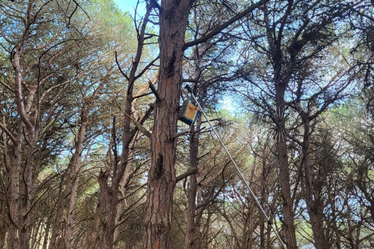 sociedad-estudios-ornitologicos-ceuta.guardianes-aves