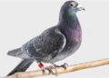 palomas-mensajeras-norte-africa-palomar-militar-hacho-004