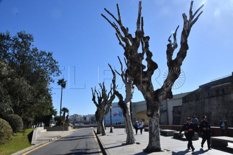 psoe-critica-actuaciones-espacios-verdes-arbolado