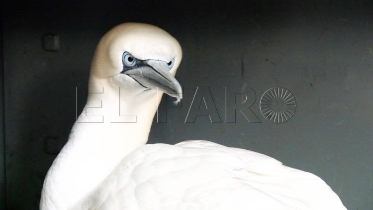 alcatraz-rescatado-espera-cuidados-seguir-rumbo-001