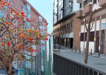 asociacion-plataforma-defensa-arbolado-daubma