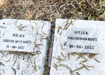 cementerio-perros-tanger-lista-yacimientos-historicos