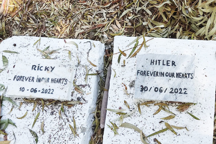 cementerio-perros-tanger-lista-yacimientos-historicos