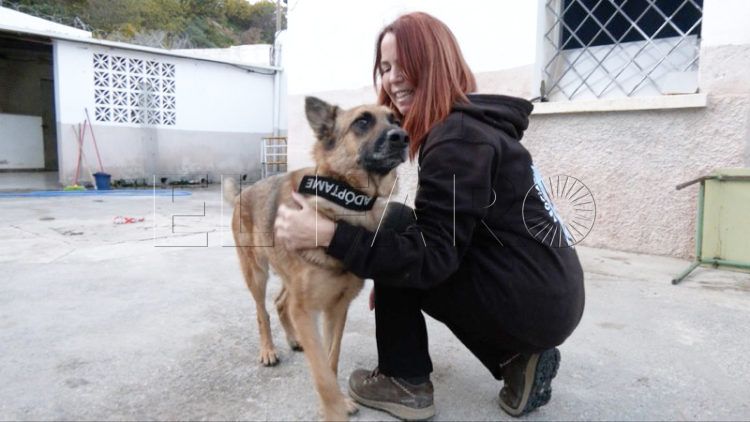 chico-alegre-malinois-busca-familia-definitiva-adopcion-protectora-018