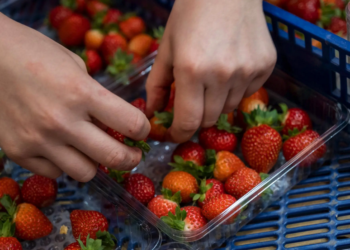 fresas-marruecos