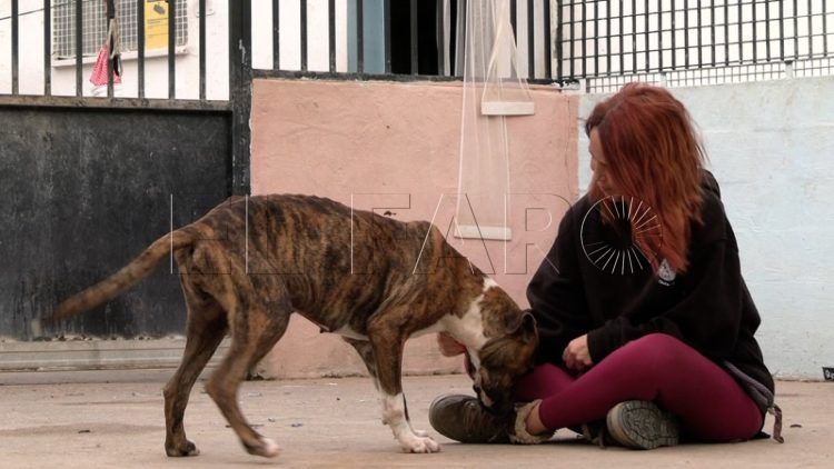 kiraz-perra-pitbull-busca-hogar-004