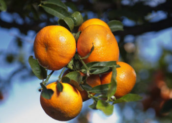 mandarinas-rey-marruecos-mohamed-vi-tribunal-ue