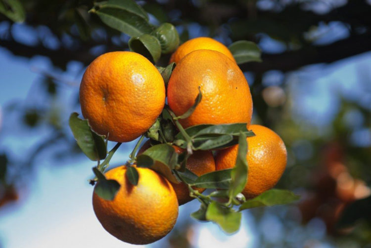 mandarinas-rey-marruecos-mohamed-vi-tribunal-ue