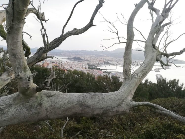 arboles-medio-ambiente-panoramica-ceuta