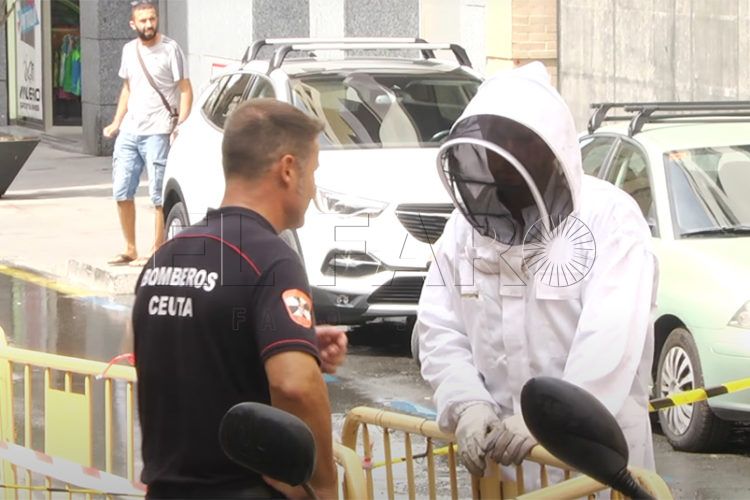 bomberos-ceuta-forman-rescate-abejas-vespa-orientalis