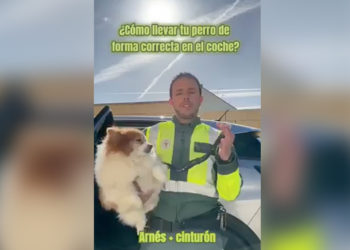 como-viajar-perro-coche-seguridad-multas