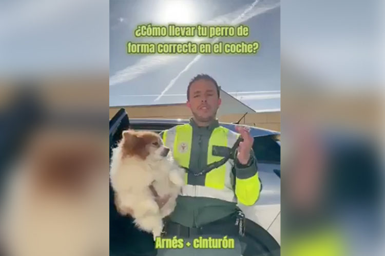 como-viajar-perro-coche-seguridad-multas