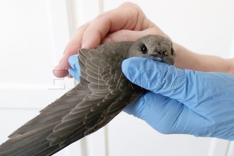 desorientados-y-debilitados-los-efectos-en-los-vencejos-del-temporal