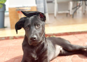 fabio-perro-salvo-vida-dos-veces-1