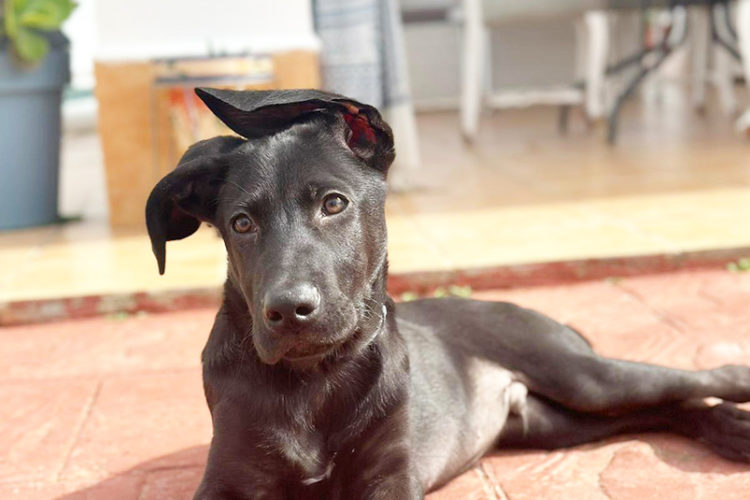 fabio-perro-salvo-vida-dos-veces-1