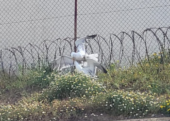 horas-sufrimiento-gaviota-atrapada-liberada-002