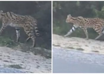 misterioso-animal-bosque-tanger